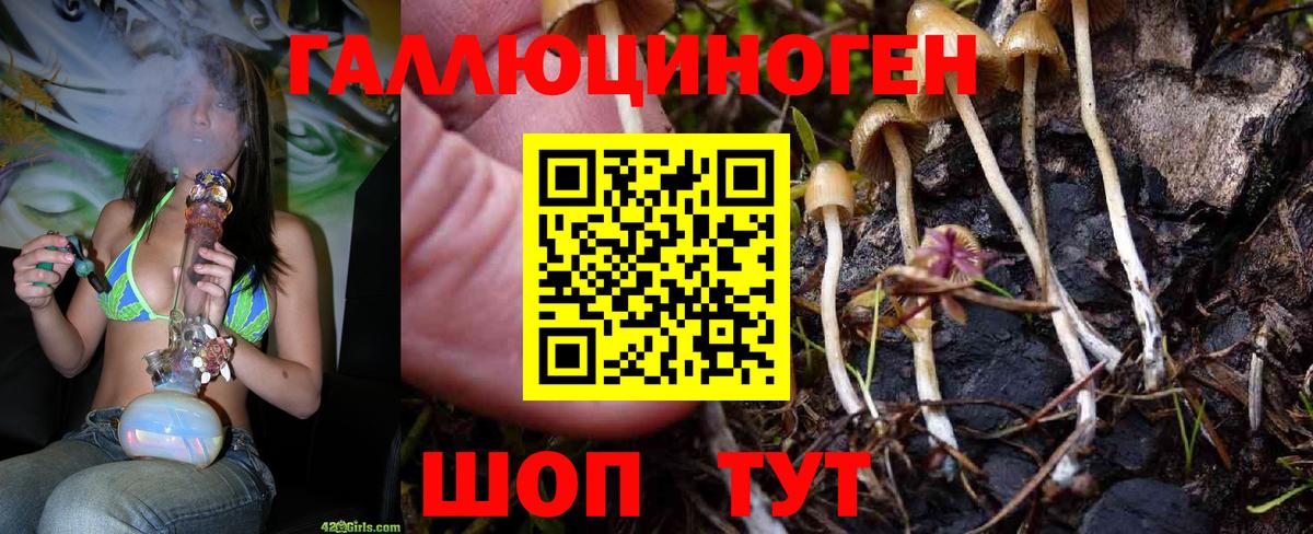 Елабуга  Галлюциногенные грибы Cubensis  Вход с VPN 